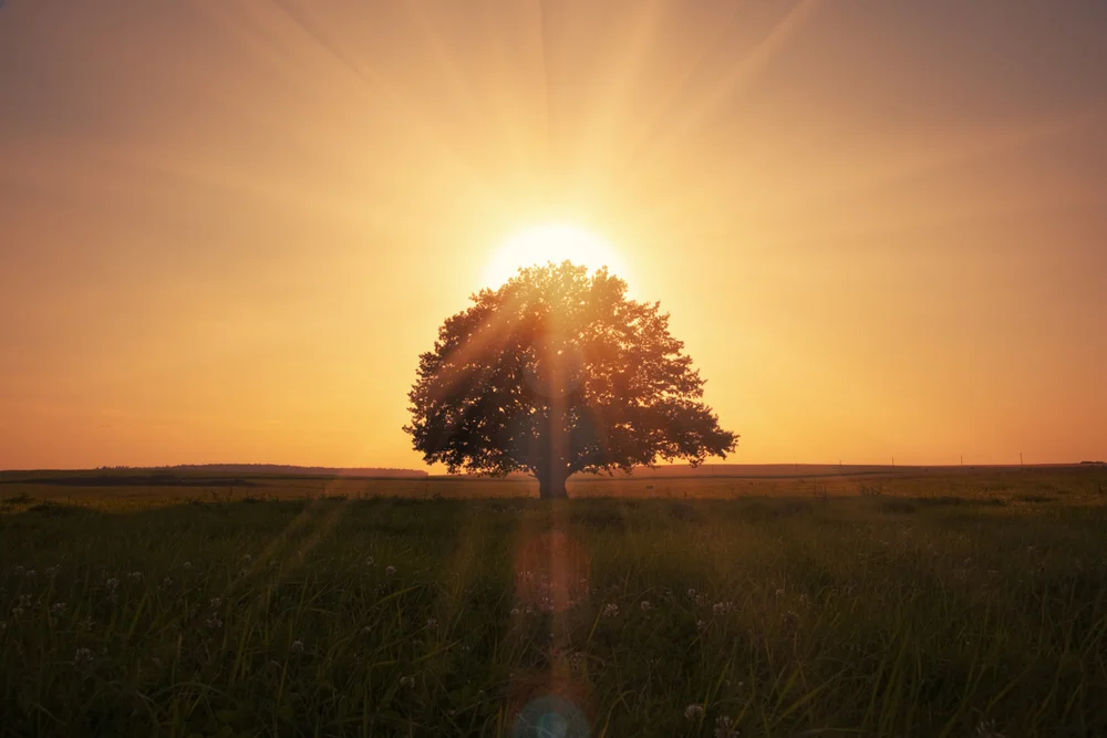 Inspiration to Ignite the Soul