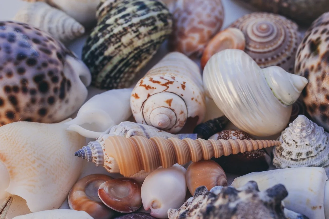 Many beautiful shells of difference shapes , sizes and colours