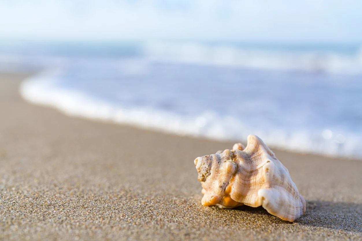 Shell on the beach with rolling waves