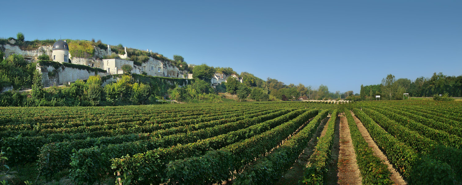 Loire - Vineyards.jpg