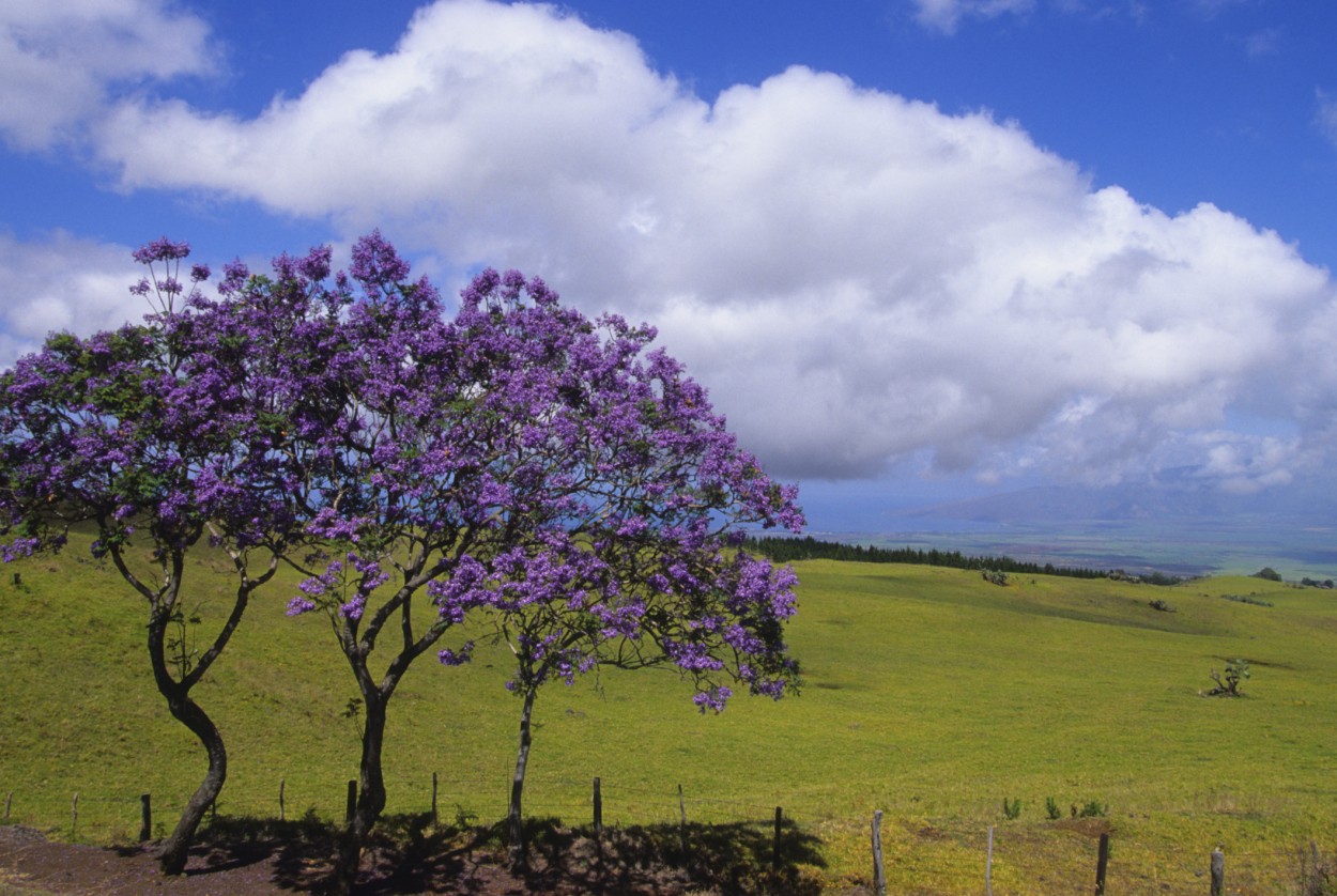 beautiful-upcountry-maui-near-upcountry-massage.jpg