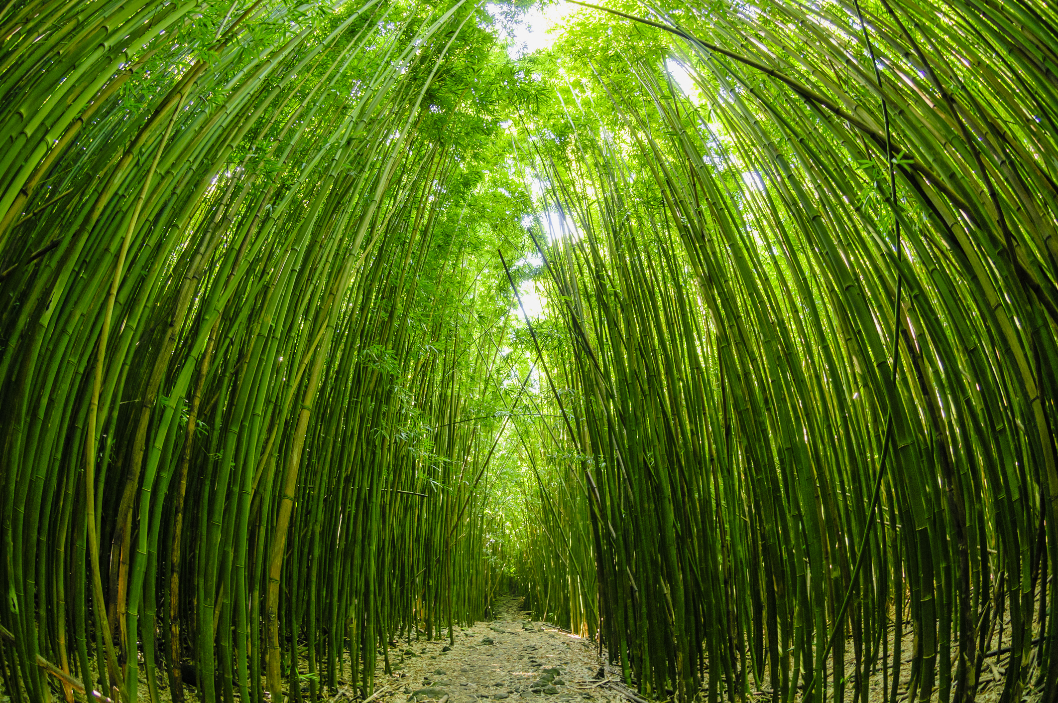 relaxing-bamboo-forest-near-upcountry-massage-maui.jpg