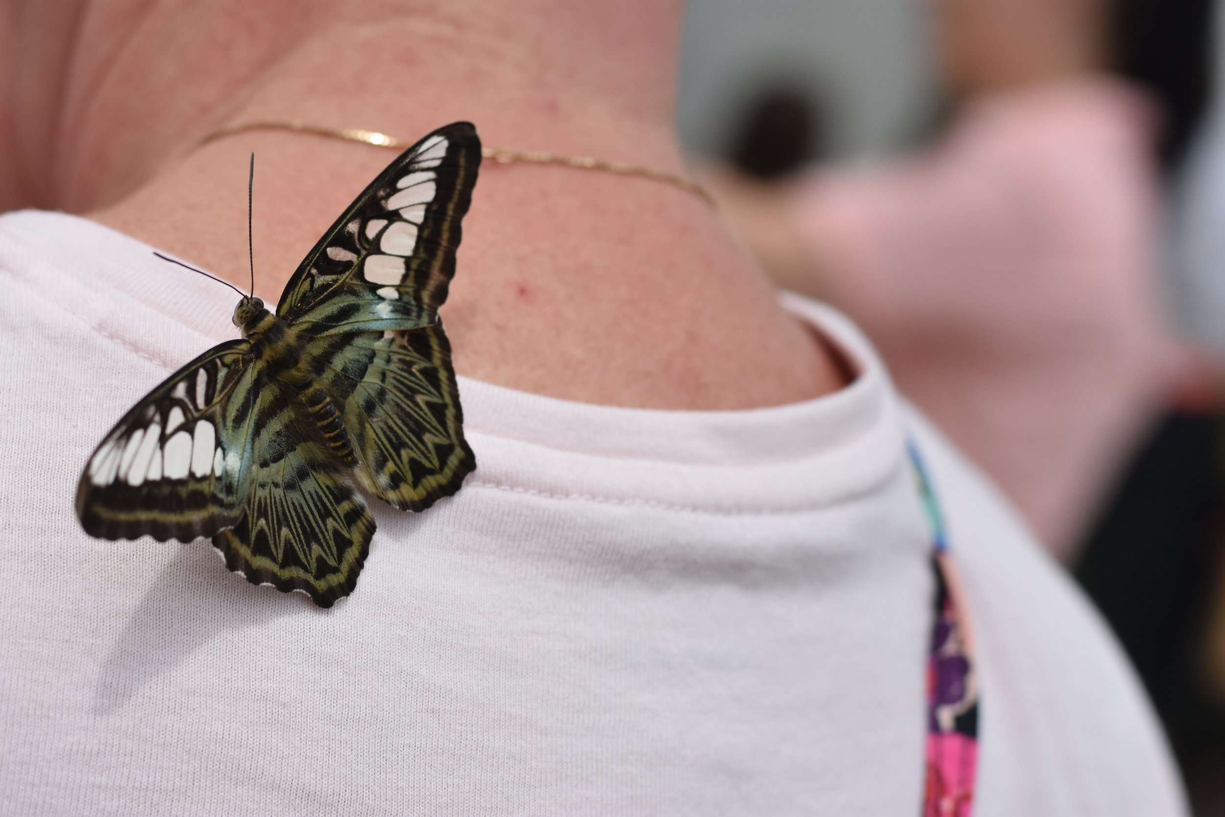 Bugs! Live Butterfly Exhibit in Fort Wayne Indiana