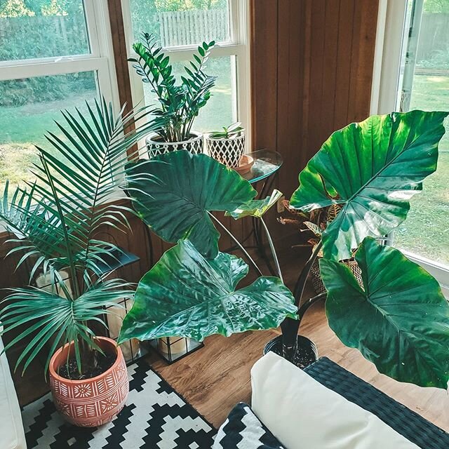 I got a new baby! Just working my way into owning a tropical oasis. How was your Friday? 🌱🌱🌱
.
.
.
#sunroomdecor #plantmama #plantsplantsplants #tropicalplants #iloveplants #homeimprovements