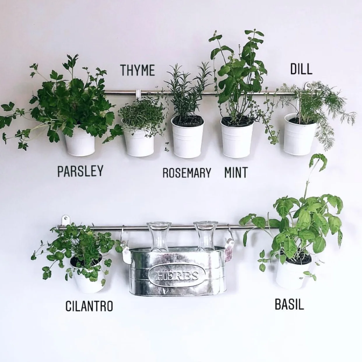Indoor Herb Garden Wall Oak Odyssey