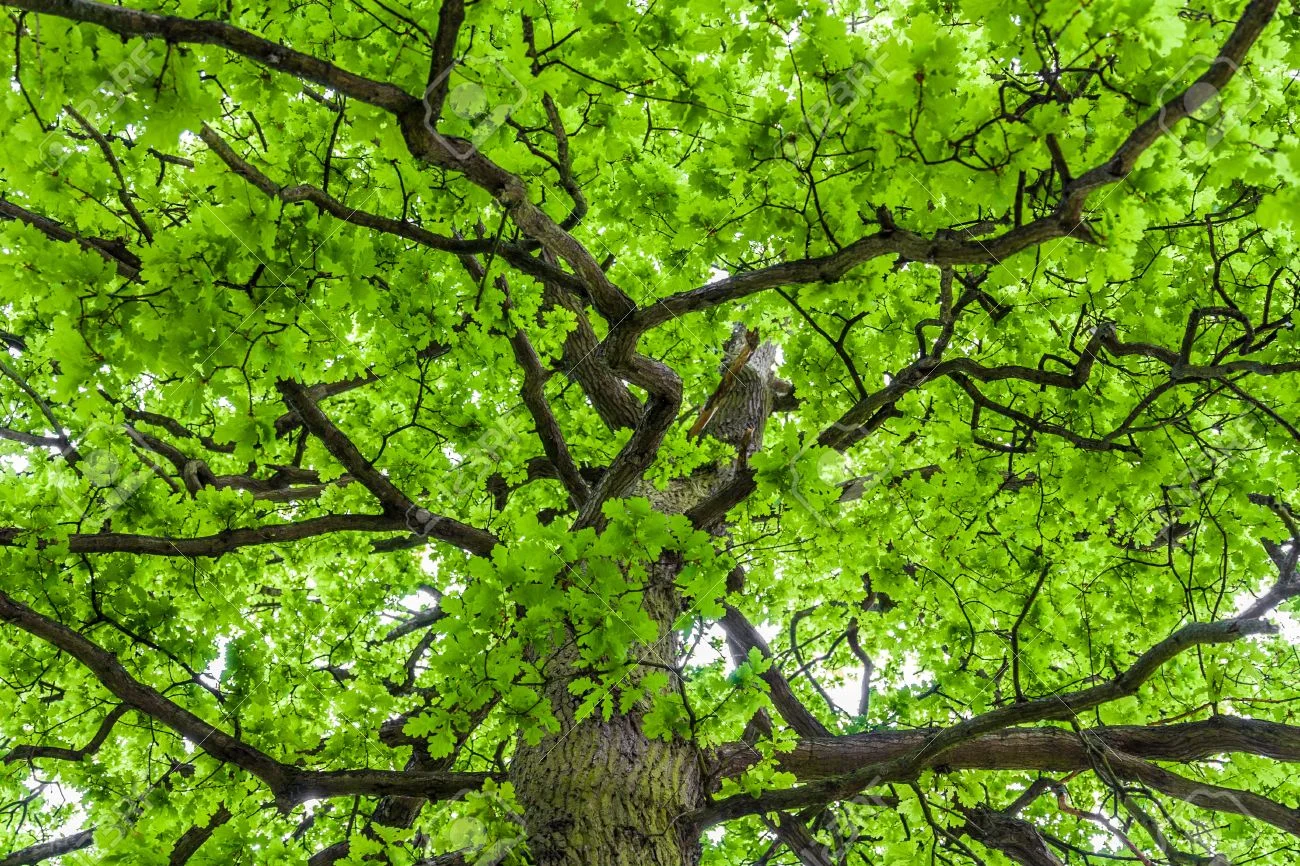 20286965-Looking-up-an-oak-tree-crown-with-spring-green-foliage-Stock-Photo.jpg