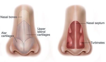 The external nose showing nasal bones and nasal cartilages on the left and nasal septum and turbinates of the right.