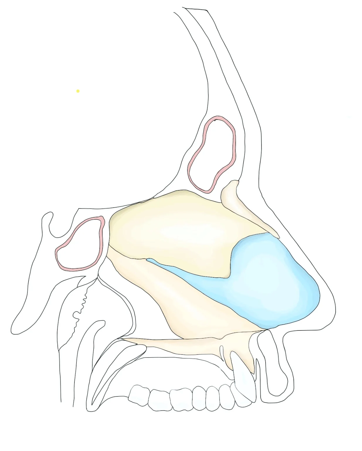 Nasal%2Bseptum%2Bside.jpg