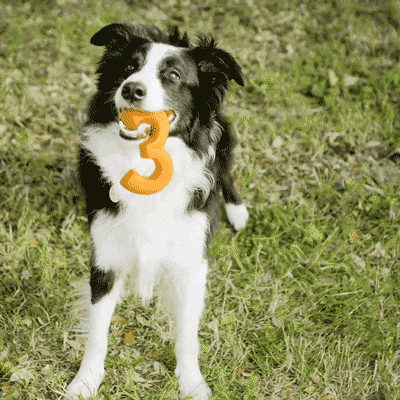 Dog_smaller.gif