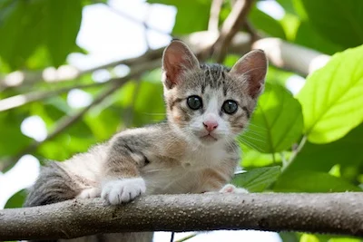 Cats are excellent climbers ©Getty Images