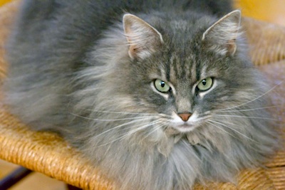 Some cat breeds have long fur ©Getty Images