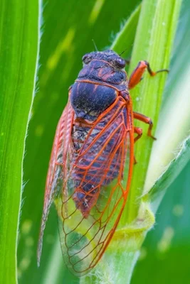 cicada_big_TS.jpg