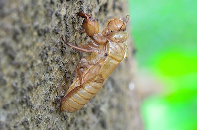 The empty nymph case left on the tree. ©Getty Images