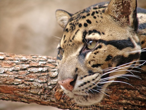 A clouded leopard's skull is a different shape from that of other cats