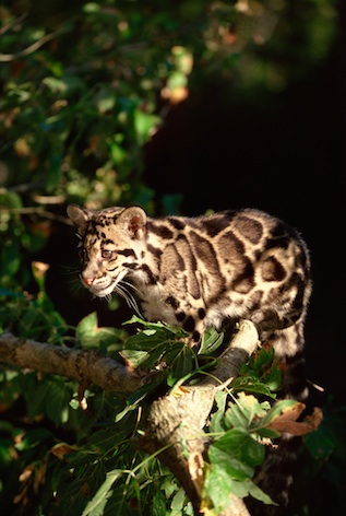 Clouded leopards live in thick forests