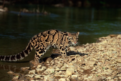 cloudedleopard_jup.jpg