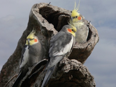 Wild cockatiels