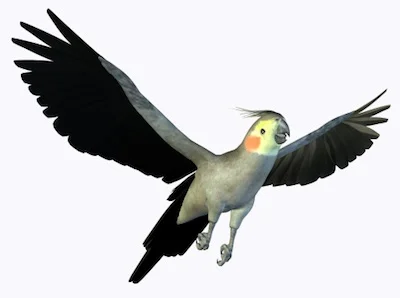 A cockatiel in flight ©Getty Images