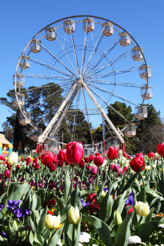 Floriade is a popular floral festival in Canberra © Getty Images