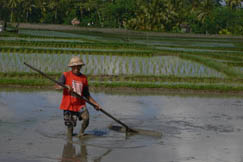 A rice farmer prepares for planting. photo©kidcyber