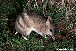 bandicoot_ebs.jpg