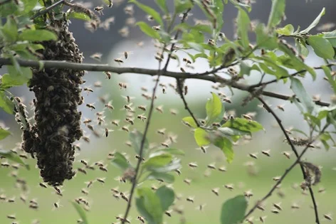 Wild bees and their hive. ©Getty Images