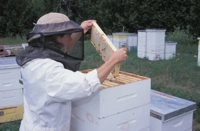 A frame being taken out of the hive. ©Getty Images