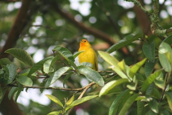 Wild canary in the Canary Islands ©Getty Images