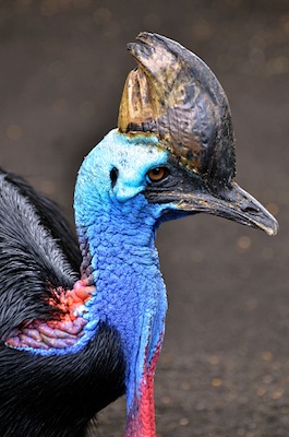 The cassowary has a casque on top of its head ©Getty Images
