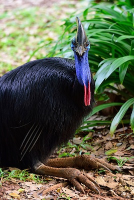 The inner toe of each foot is armed with a sharp claw used in defence. ©Getty Images