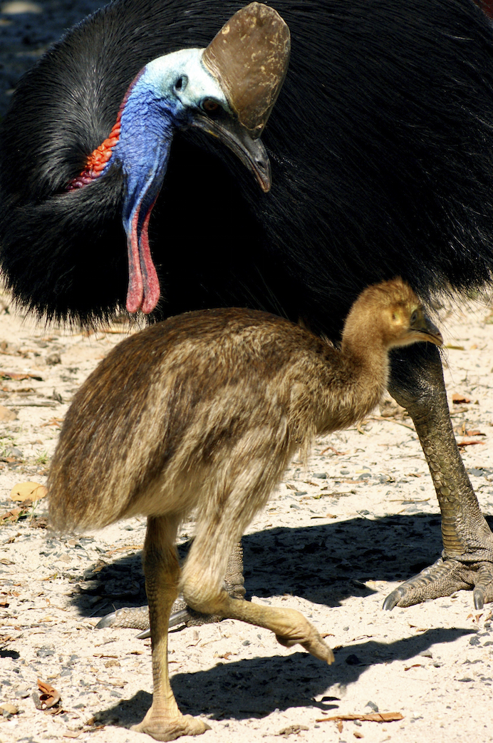 The male cassowary raises the chicks ©iStock Images