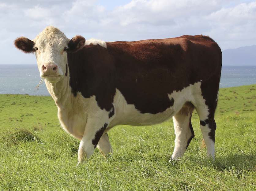 Beef cattle are raised for meat ©iStock