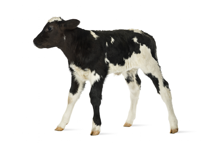 A young cow is called a calf ©Getty