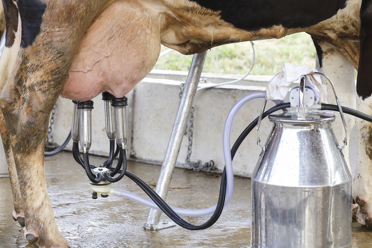 On dairy farms cows are milked by machines ©iStock