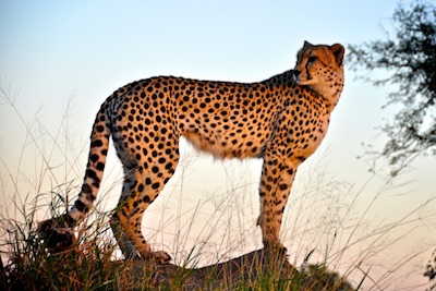 The cheetah's body is built for speed. ©Getty Images