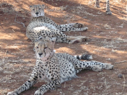 Resting cheetahs in a nature reserve ©kidcyber