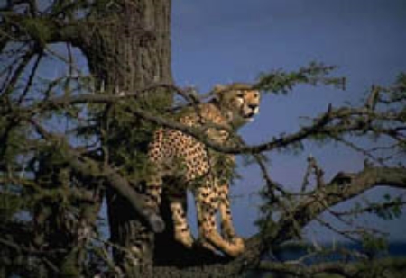 Cheetahs don't climb trees, but leap into a tree instead. ©Getty Images
