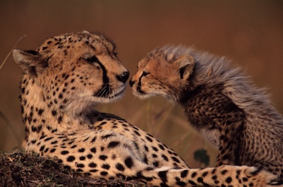 A cheetah mother and cub ©Getty Images