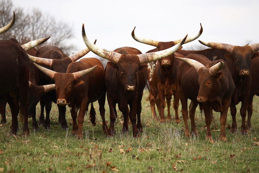 This is a herd of long-horned cattle. Some breeds of cattle have large horns, others do not. ©iStock Images