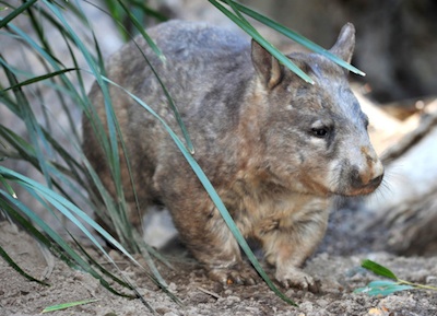 The endangered northern hairy-nosed wombat is found in a biodiversity hotspot in Queensland ©Getty Images