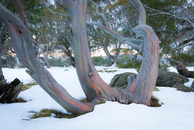 Snowgums in winter in the Australian alps ©Getty Images