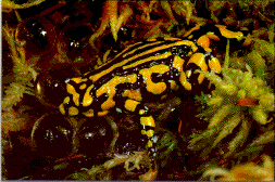 Frog with eggs in sphagnum moss nest. The eggs look like clear marbles. ©Getty Images