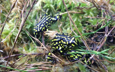 Corroboree frogs in sphagnum moss ©Getty Images