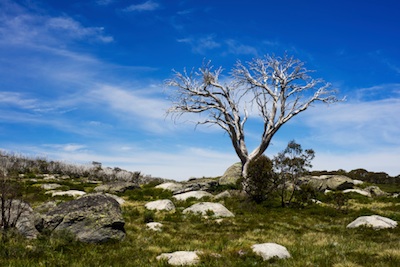 Snow gum in summer landscape ©Getty Images