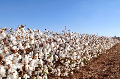 A row of cotton plants ready for harvesting. © Getty Images