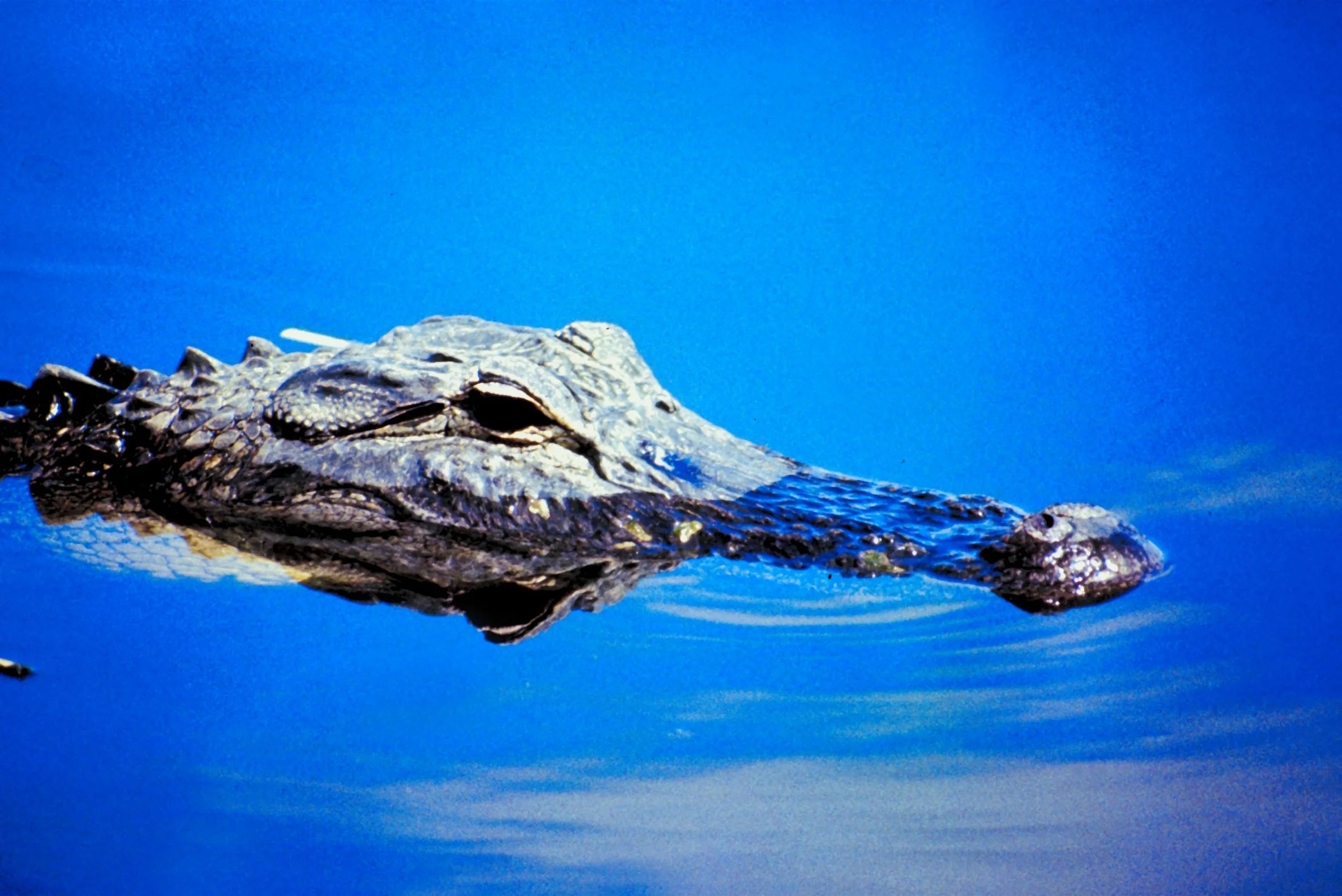 alligator head.jpg