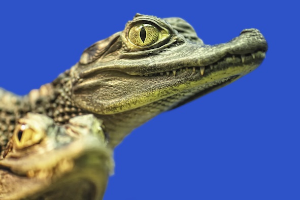 Young crocodiles ©Getty Images