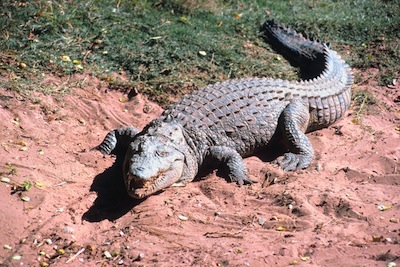 Nile crocodile ©Getty Images