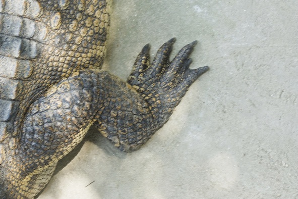 crocodile hind foot ©Getty Images