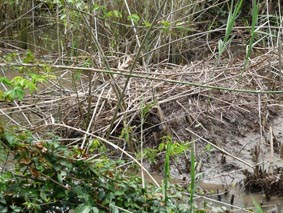 crocodile nest, riverbank near Darwin, Australia ©kidcyber